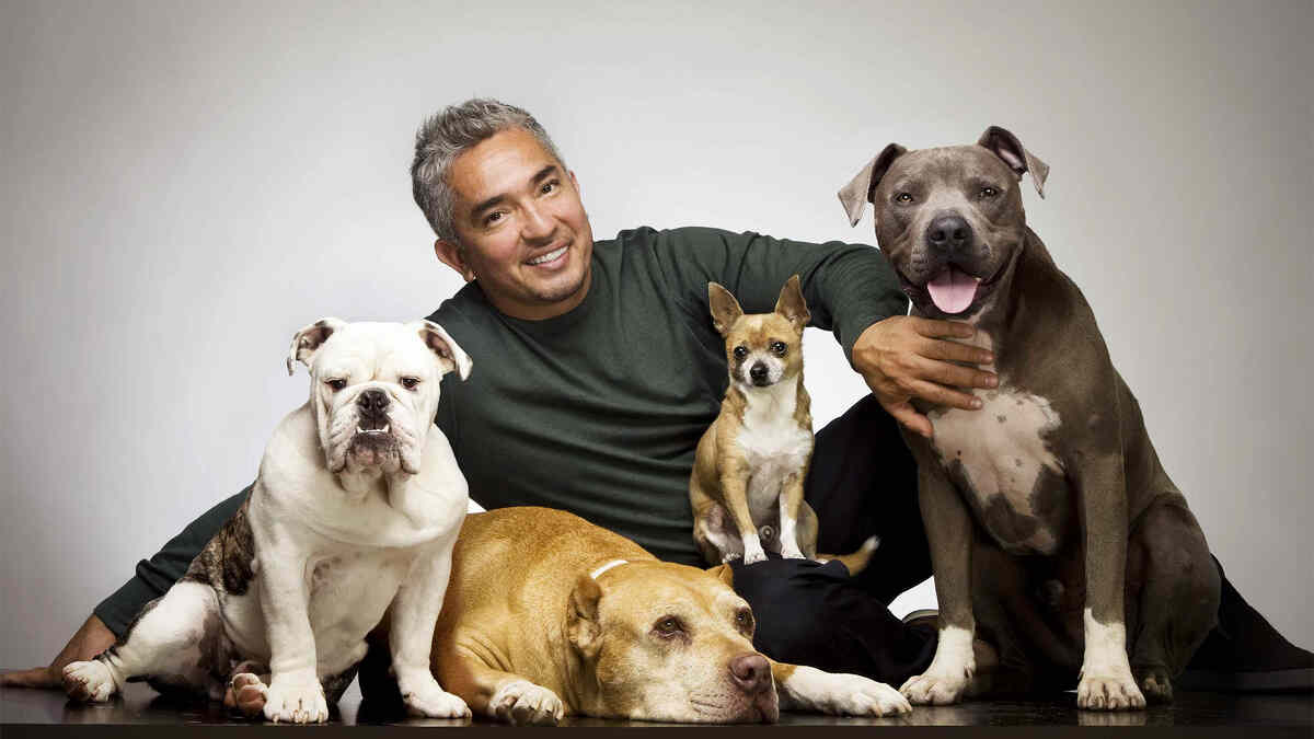 "Dog Whisperer", 6-th season